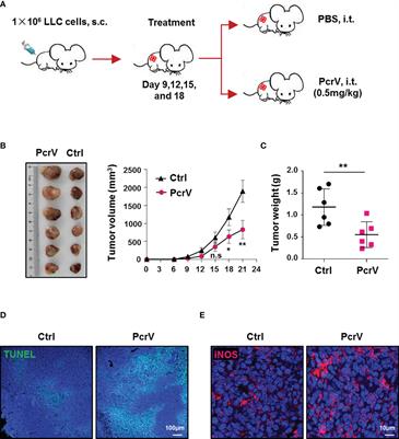 Pseudomonas aeruginosa PcrV Enhances the Nitric Oxide-Mediated Tumoricidal Activity of Tumor-Associated Macrophages via a TLR4/PI3K/AKT/mTOR-Glycolysis-Nitric Oxide Circuit